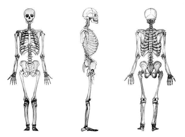 Funciones de los huesos  Anatomía y Fisiología Humana I